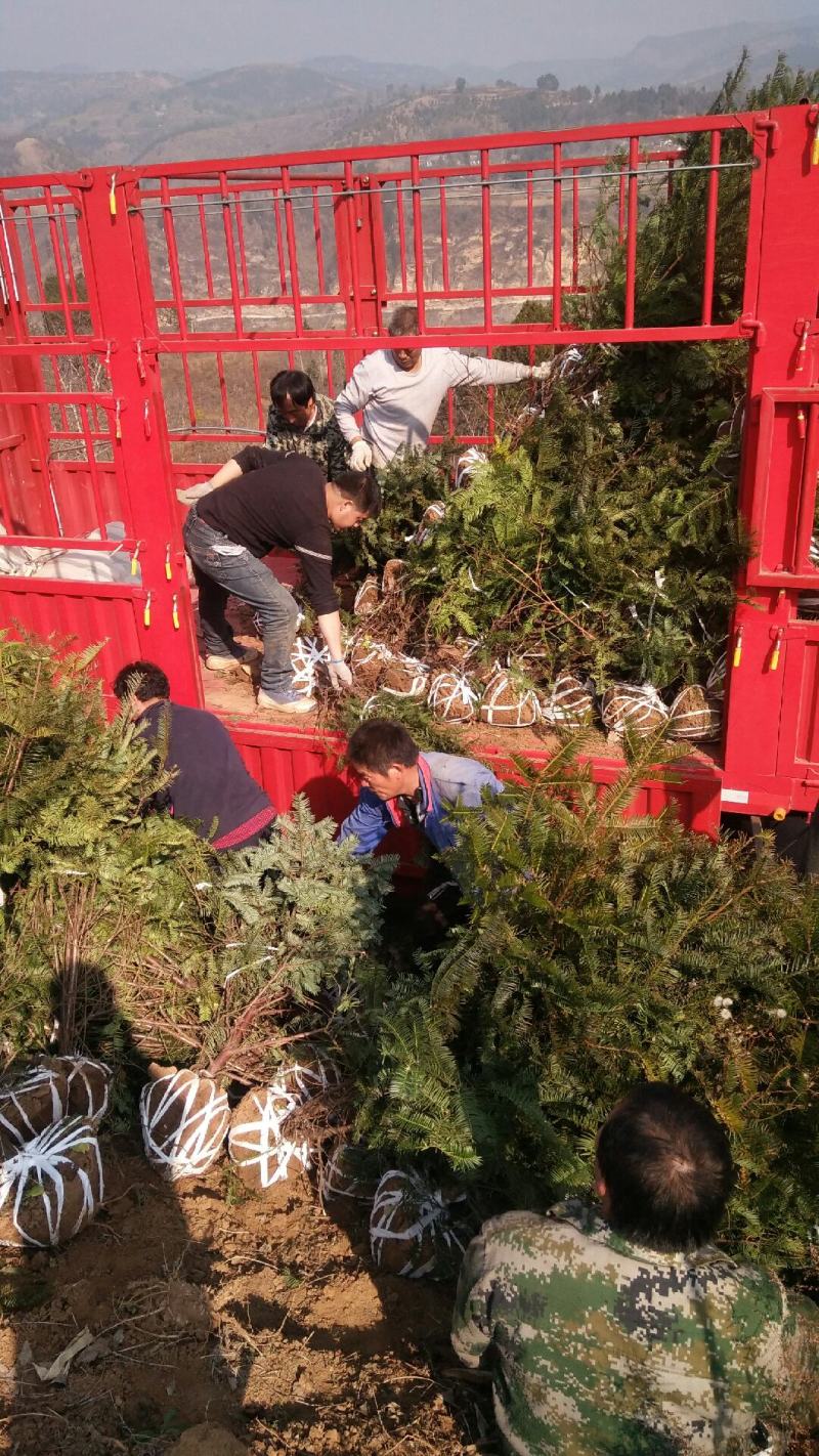 珍惜濒危植物三尖杉苗木苗高1米6，数量20000棵，陕西