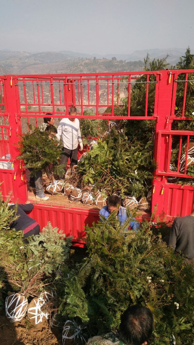 珍惜濒危植物三尖杉苗木苗高1米6，数量20000棵，陕西