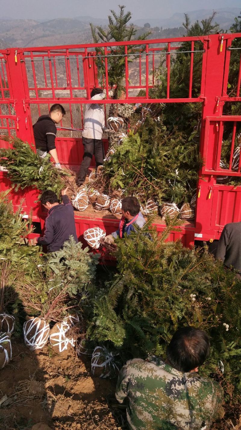 珍惜濒危植物三尖杉苗木苗高1米6，数量20000棵，陕西