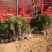 珍惜濒危植物三尖杉苗木苗高1米6，数量20000棵，陕西