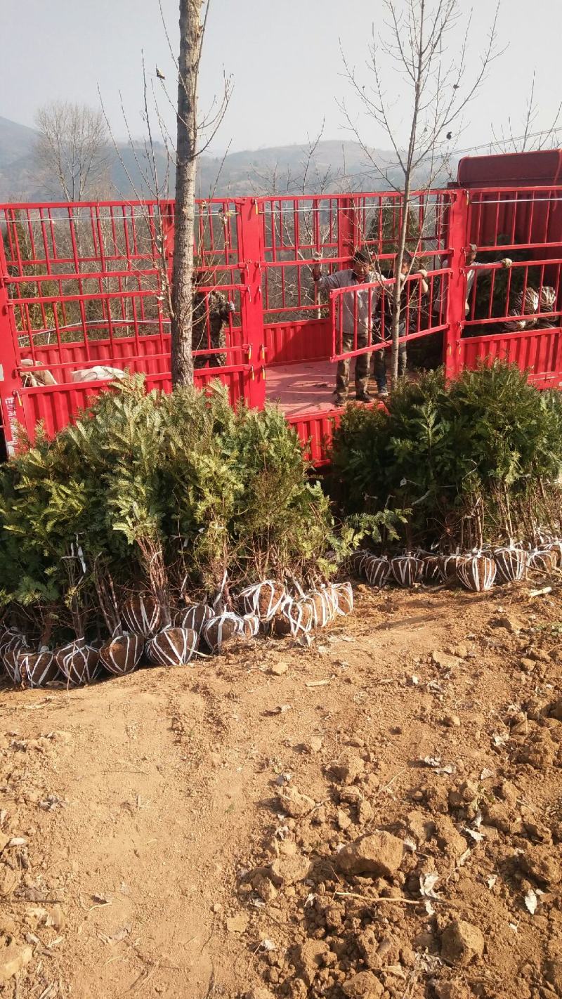 珍惜濒危植物三尖杉苗木苗高1米6，数量20000棵，陕西