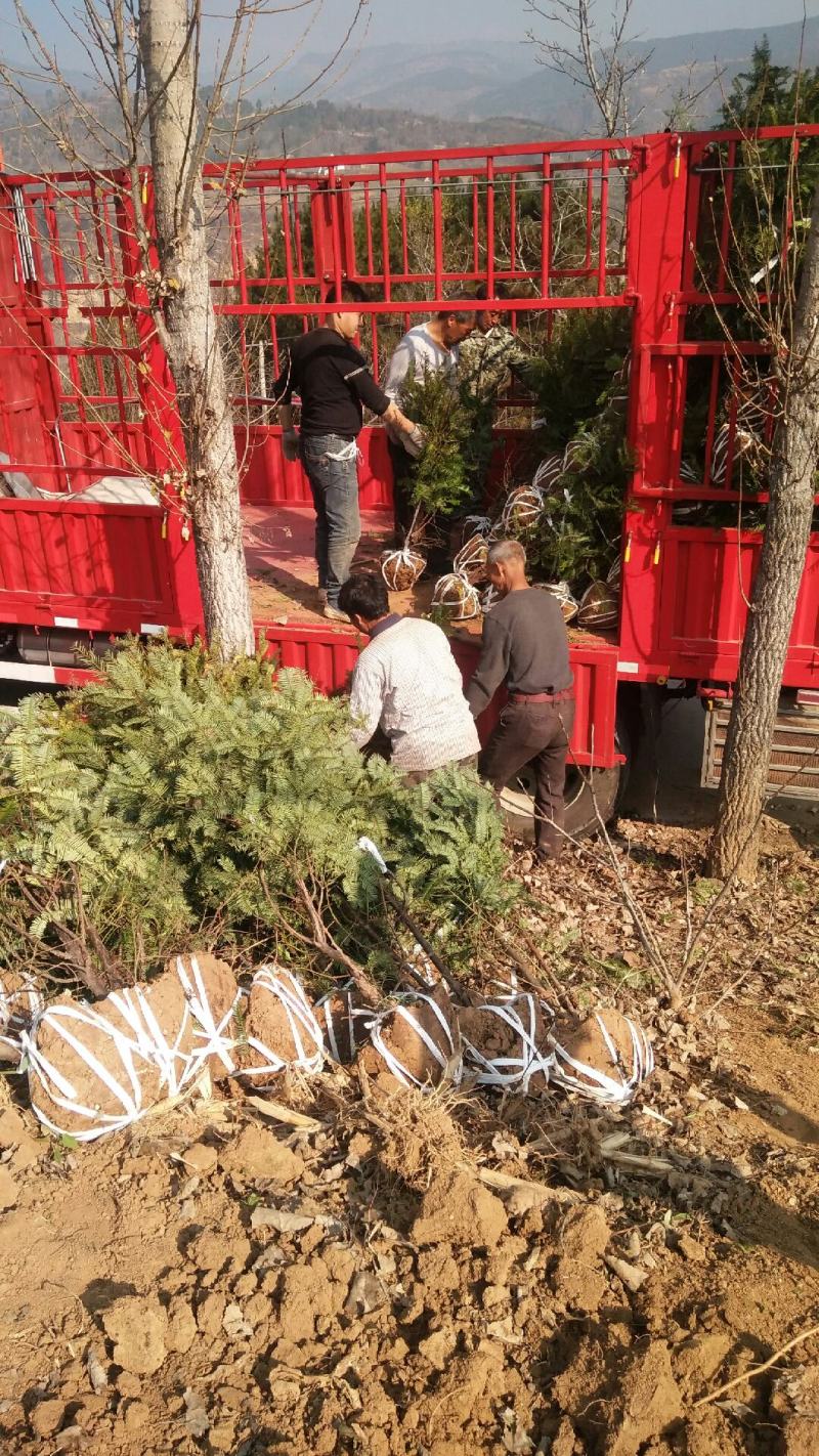 珍惜濒危植物三尖杉苗木苗高1米6，数量20000棵，陕西