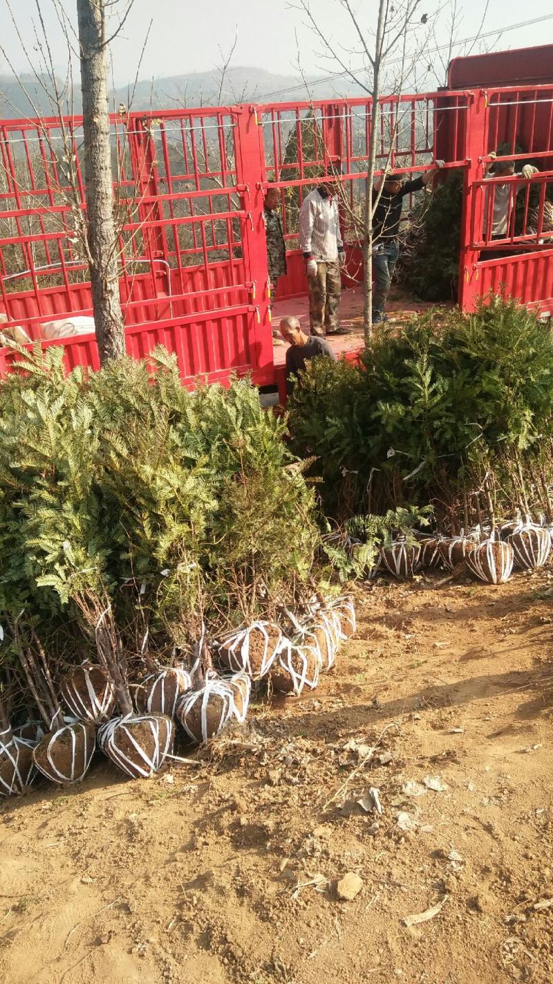 珍惜濒危植物三尖杉苗木苗高1米6，数量20000棵，陕西