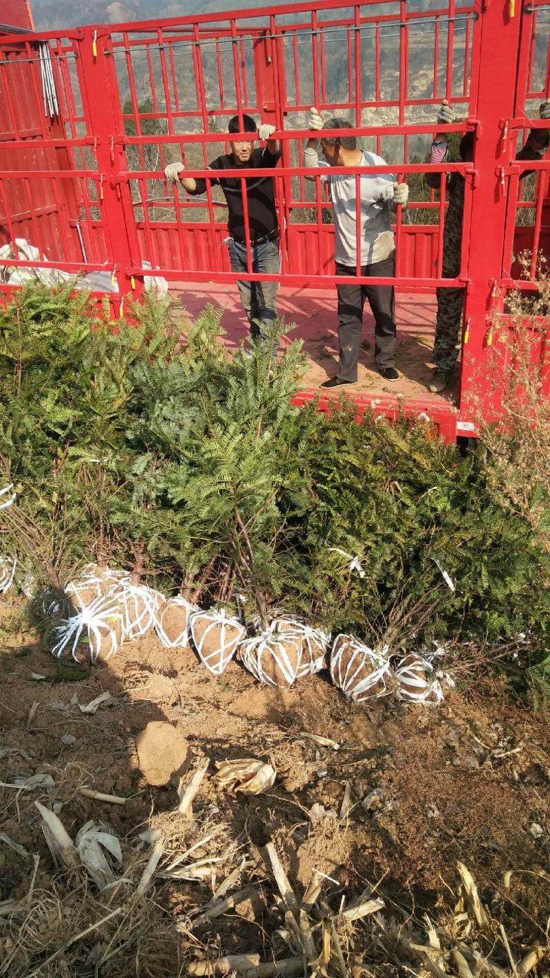 珍惜濒危植物三尖杉苗木苗高1米6，数量20000棵，陕西