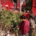珍惜濒危植物三尖杉苗木苗高1米6，数量20000棵，陕西