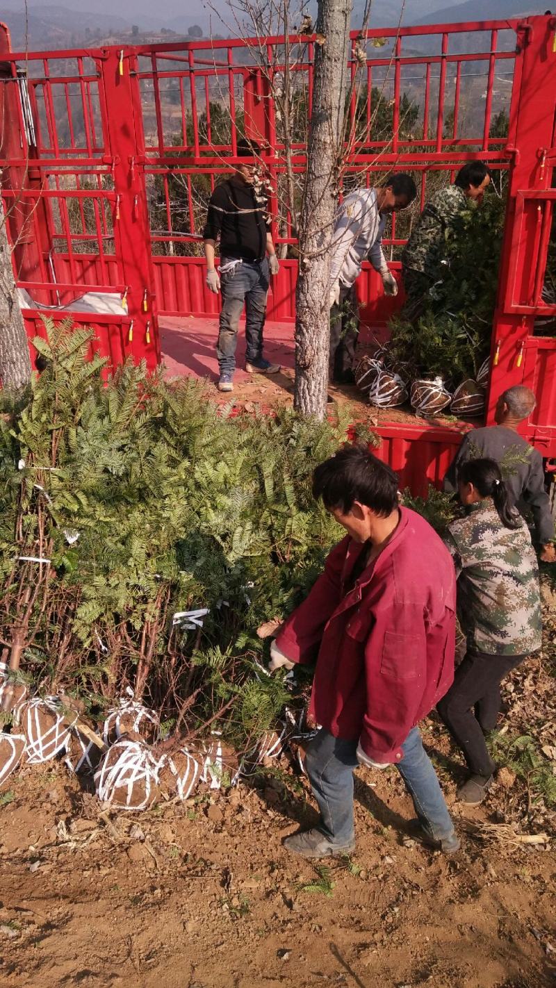 珍惜濒危植物三尖杉苗木苗高1米6，数量20000棵，陕西