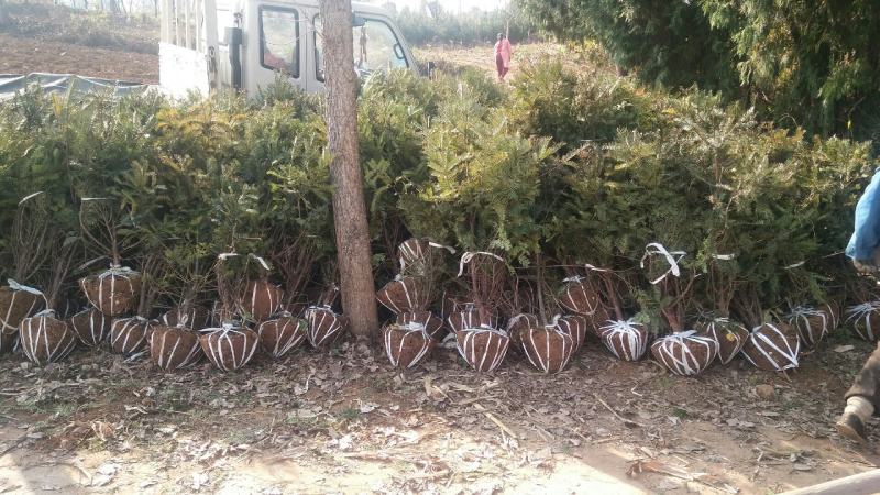 珍惜濒危植物三尖杉苗木苗高1米6，数量20000棵，陕西