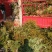 珍惜濒危植物三尖杉苗木苗高1米6，数量20000棵，陕西