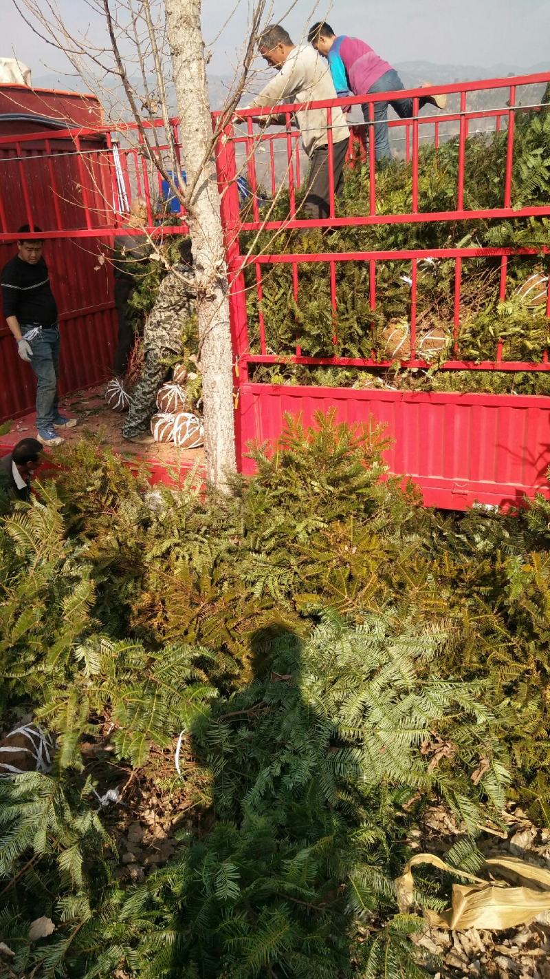 珍惜濒危植物三尖杉苗木苗高1米6，数量20000棵，陕西