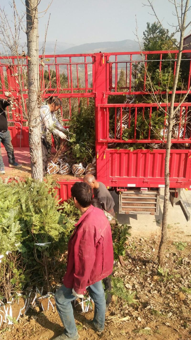 珍惜濒危植物三尖杉苗木苗高1米6，数量20000棵，陕西