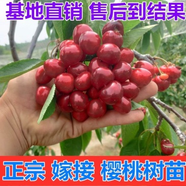 樱桃苗黑珍珠俄罗斯8车厘子基地直发甜度高个大