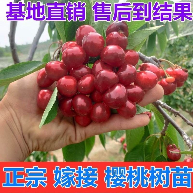 樱桃苗黑珍珠俄罗斯8车厘子基地直发甜度高个大