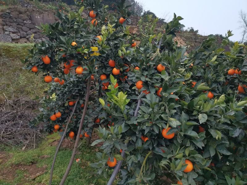 奉节脐橙大量供应欢迎各位批发大佬，电商高手前来合作