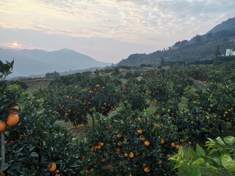 奉节脐橙大量供应欢迎各位批发大佬，电商高手前来合作