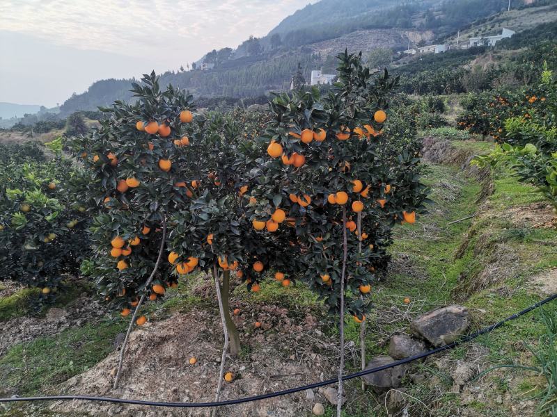 奉节脐橙大量供应欢迎各位批发大佬，电商高手前来合作