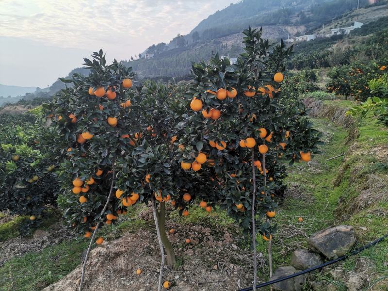 奉节脐橙大量供应欢迎各位批发大佬，电商高手前来合作
