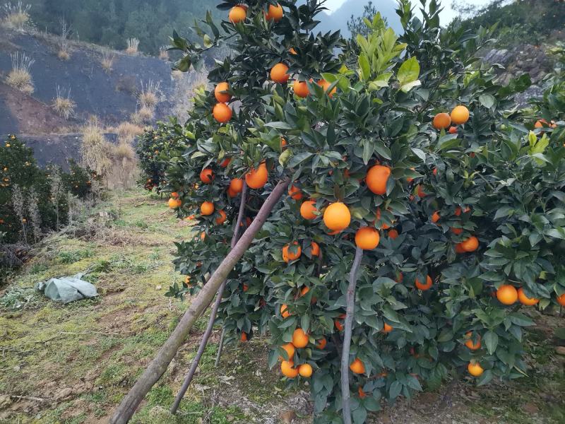 奉节脐橙大量供应欢迎各位批发大佬，电商高手前来合作