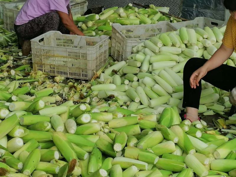 甜夹糯，加工好的熟玉米成品一级棒口感好，，，，，，，，，