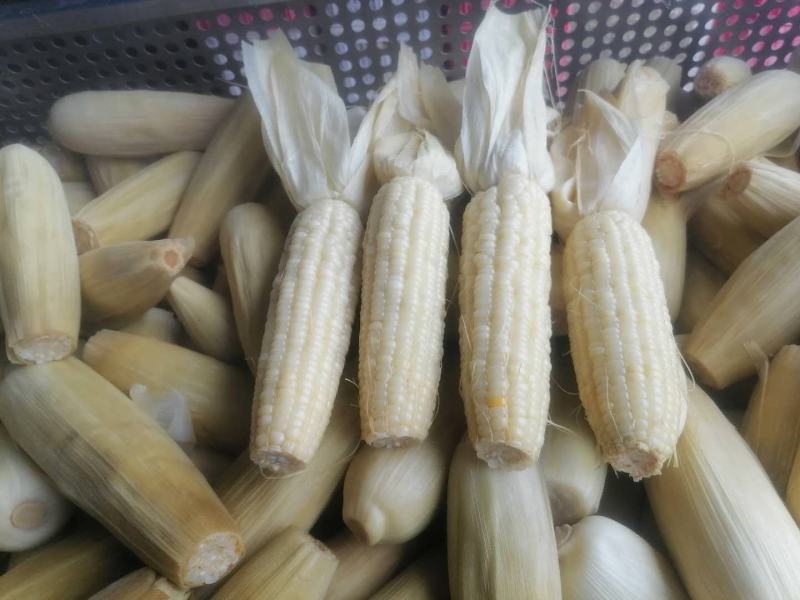 甜夹糯，加工好的熟玉米成品一级棒口感好，，，，，，，，，