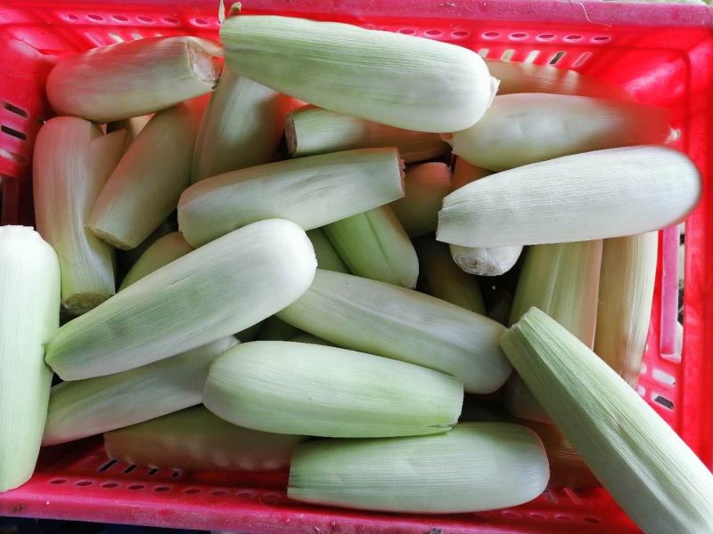 甜夹糯，加工好的熟玉米成品一级棒口感好，，，，，，，，，