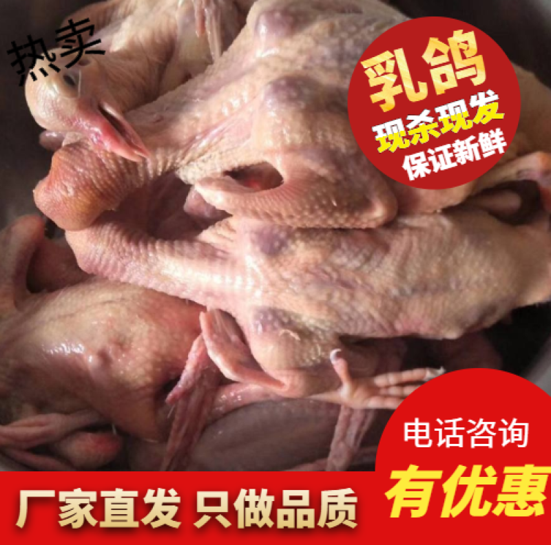 【推荐】鸽子白条乳鸽，现杀现发，冷链运输，厂家直销