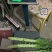 【莴苣】山东精品莴笋杆子货量充足代发全国坏单包赔