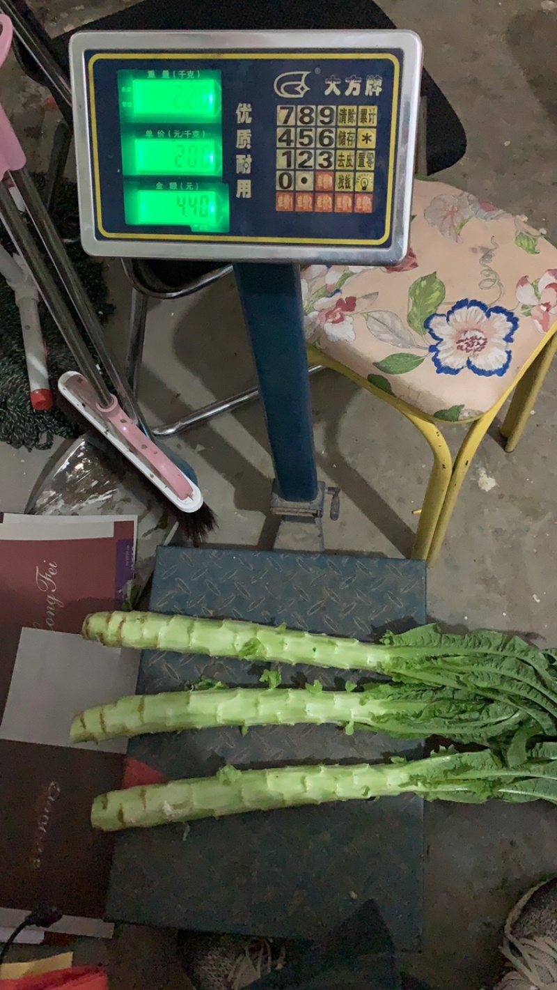 【莴苣】山东精品莴笋杆子货量充足代发全国坏单包赔