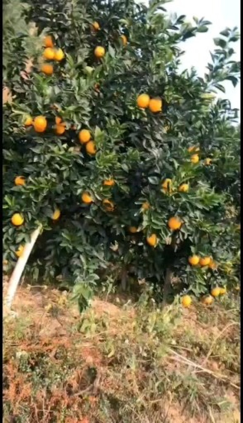 江西赣南血橙现摘现发一件代发