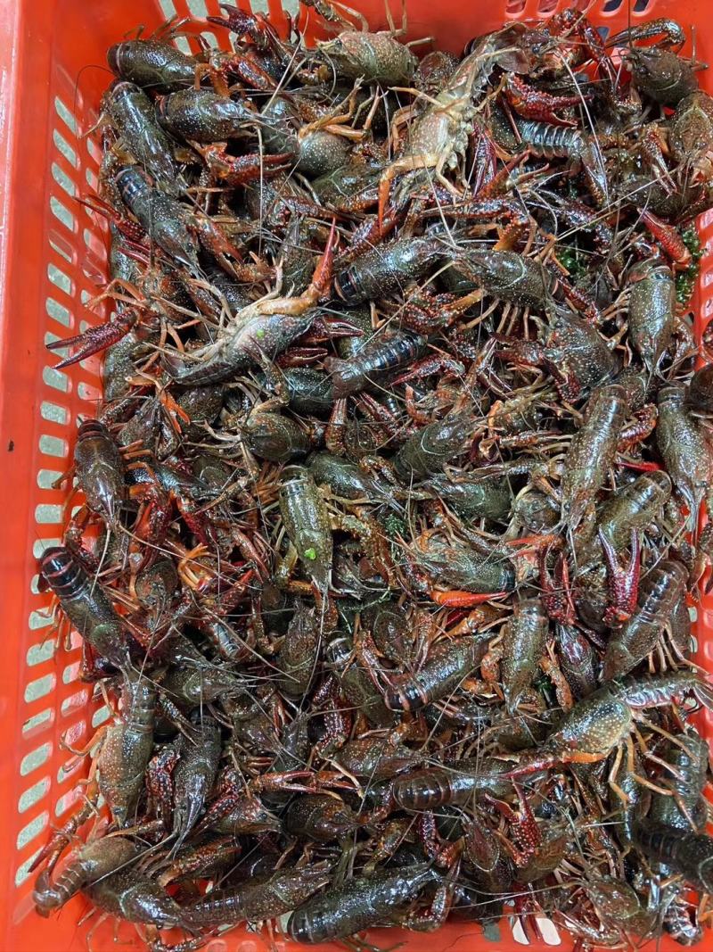 供应优质清水小龙虾，品种齐全，货源稳定，养殖场直供货源。