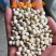 乌桕（Koelreuteriapaniculata），