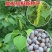 乌桕（Koelreuteriapaniculata），