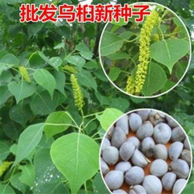 乌桕（Koelreuteriapaniculata），