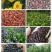 乌桕（Koelreuteriapaniculata），