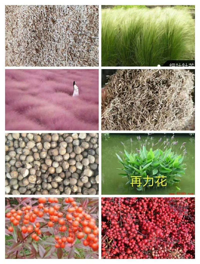乌桕（Koelreuteriapaniculata），