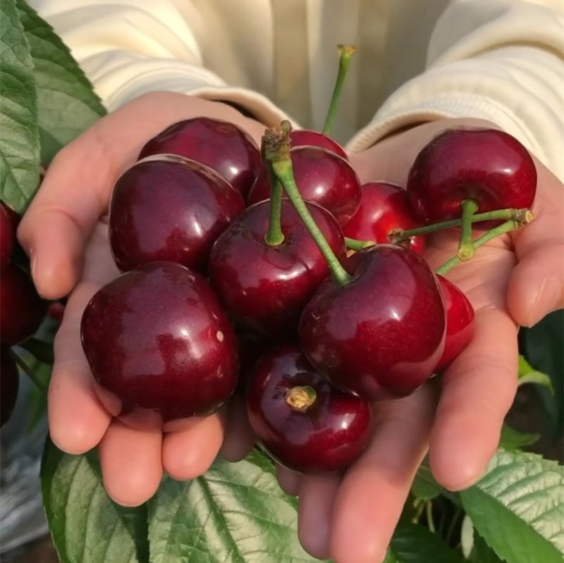 大连樱桃园全景图:阳光下的樱桃园,果树成片,生机盎然 大连樱桃园全景图