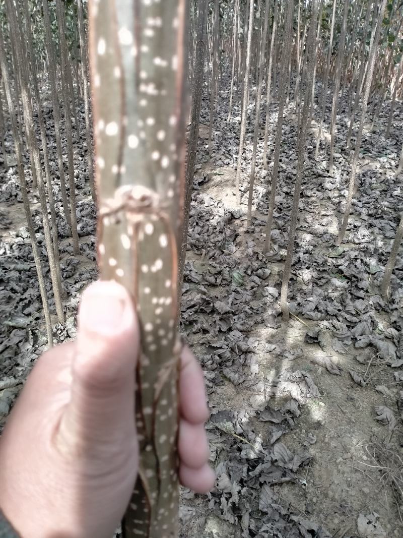 抗旱耐涝长势快病虫害少107杨树苗成活率高好卖