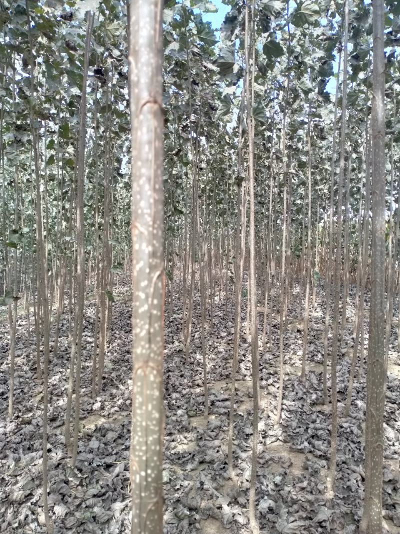 抗旱耐涝长势快病虫害少107杨树苗成活率高好卖