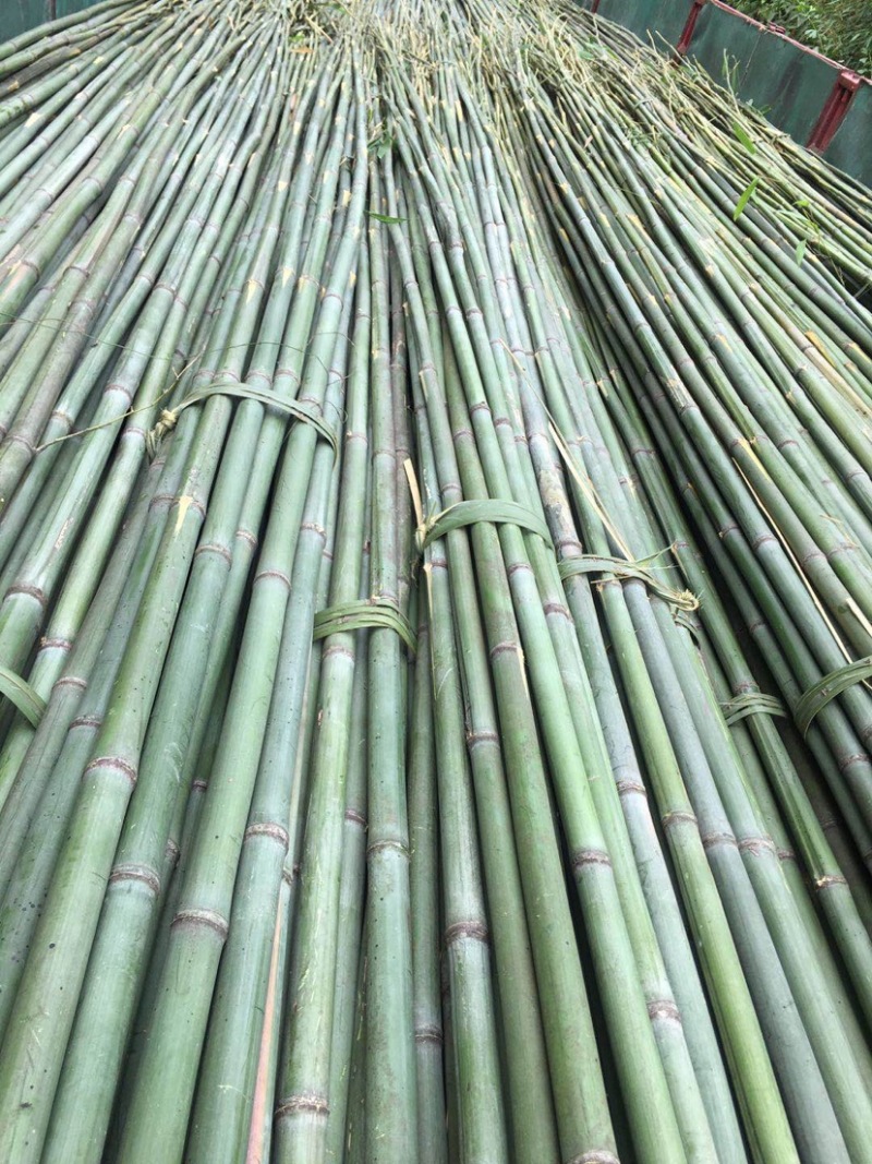 8424西瓜、搭棚竹竿、三年老竹竿、包送货