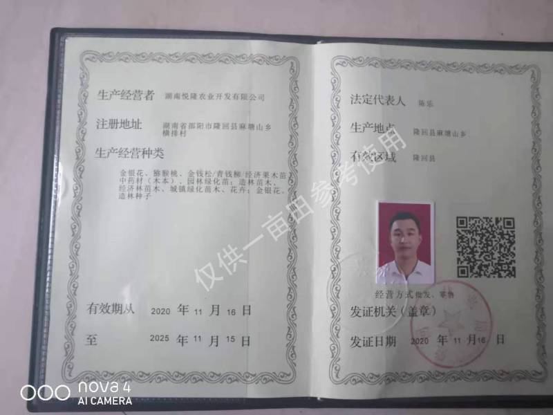 优质黄精种苗姜形倒苗，产量高发芽率快全芽头产地直发