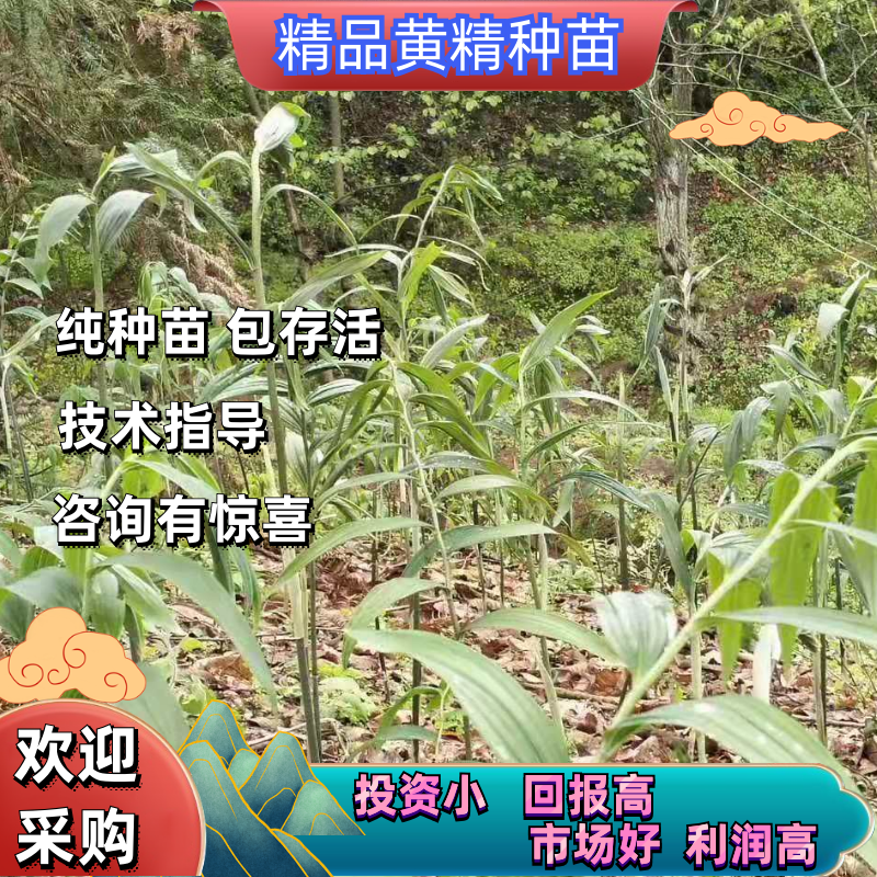 优质黄精种苗姜形倒苗，产量高发芽率快全芽头产地直发