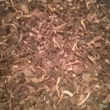 优质，黑头，红蘑滑子菇，