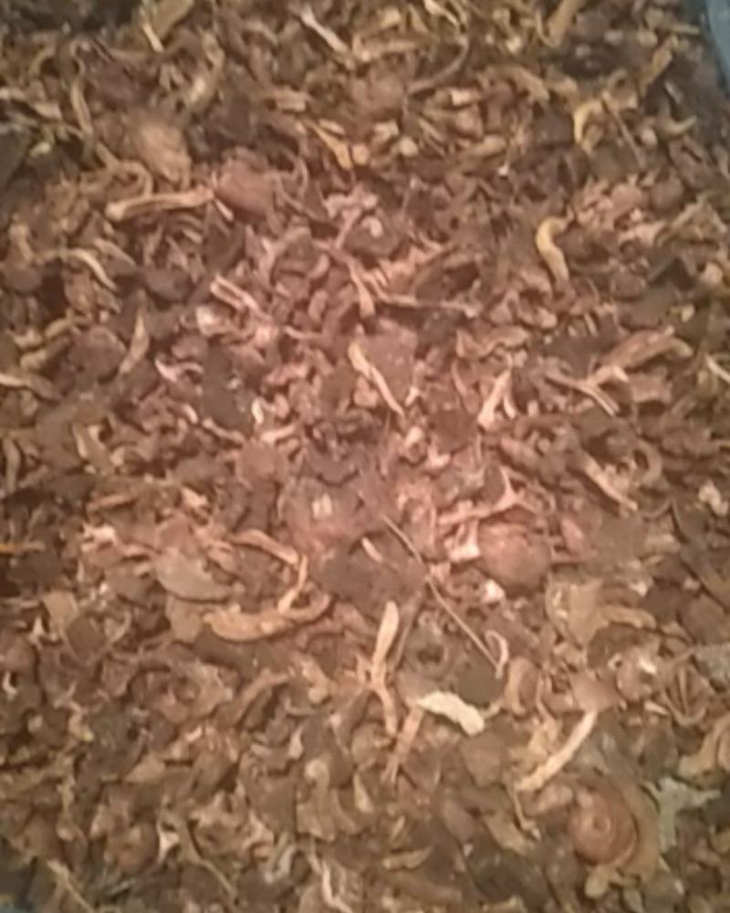 优质，黑头，红蘑滑子菇，