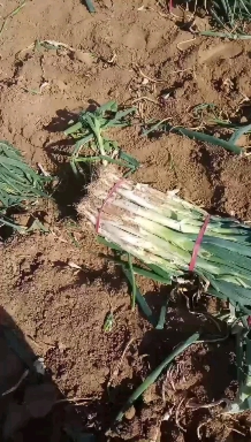 长白大葱价格上涨快，大量出售，脖长葱粗。