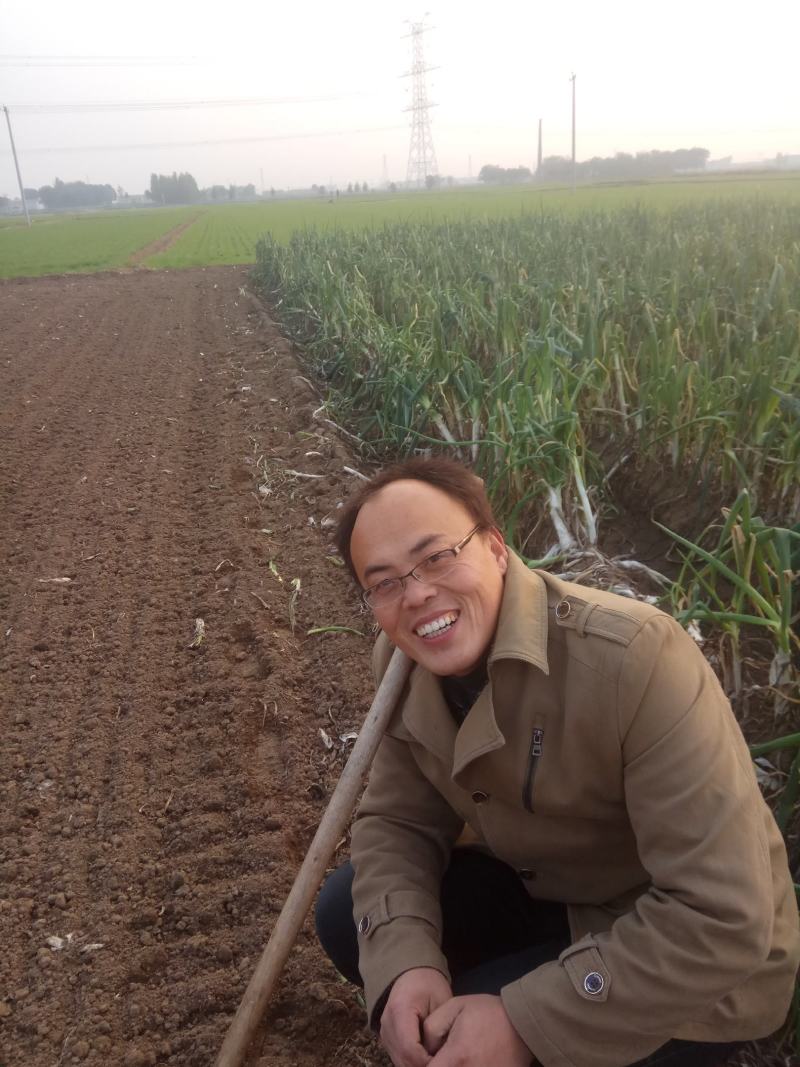 长白大葱价格上涨快，大量出售，脖长葱粗。