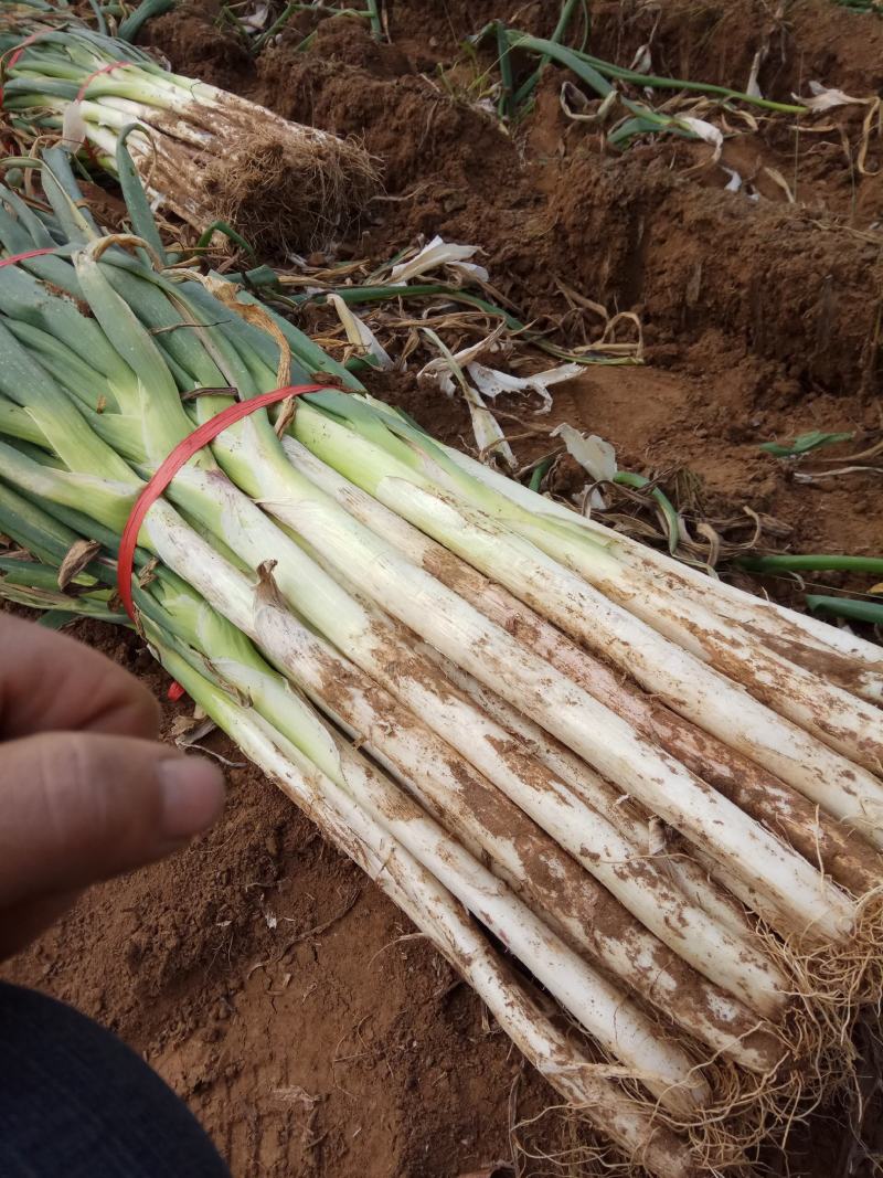 长白大葱价格上涨快，大量出售，脖长葱粗。
