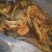 优质，黑头，红蘑滑子菇，