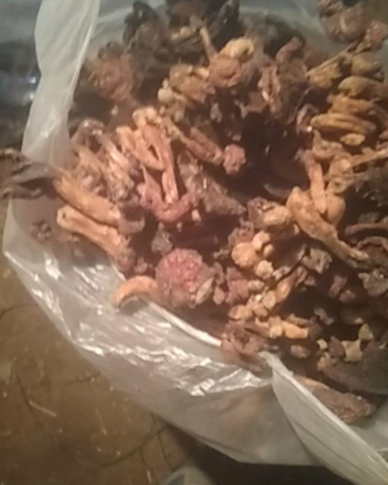 优质，黑头，红蘑滑子菇，
