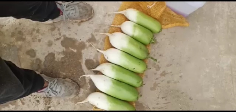 水洗青萝卜，货源充足，绿翠源果蔬专业合作社