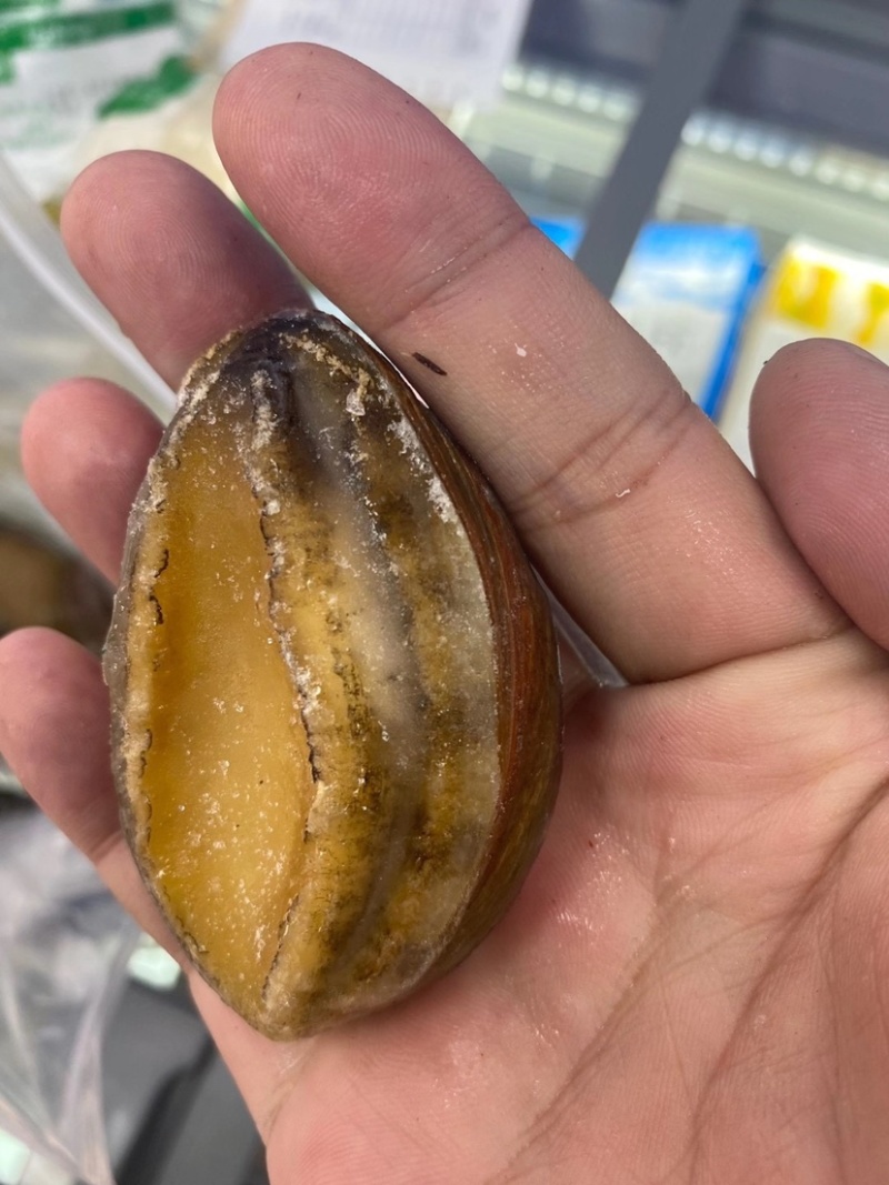 速冻鲍鱼一箱10板净重0.9斤一板