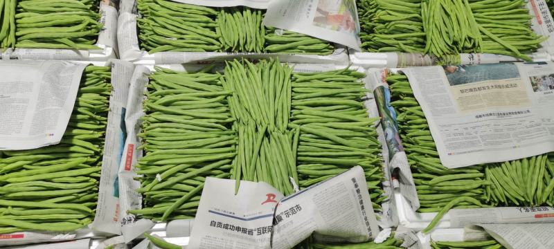 精品红根蒜，大量上，支持实地考察看货，精诚合作。